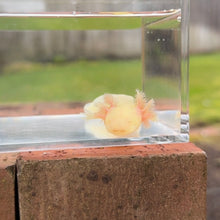 Cargar imagen en el visor de la galería, GFP Albino Axolotl
