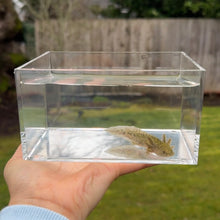 Cargar imagen en el visor de la galería, Wild Type Axolotl
