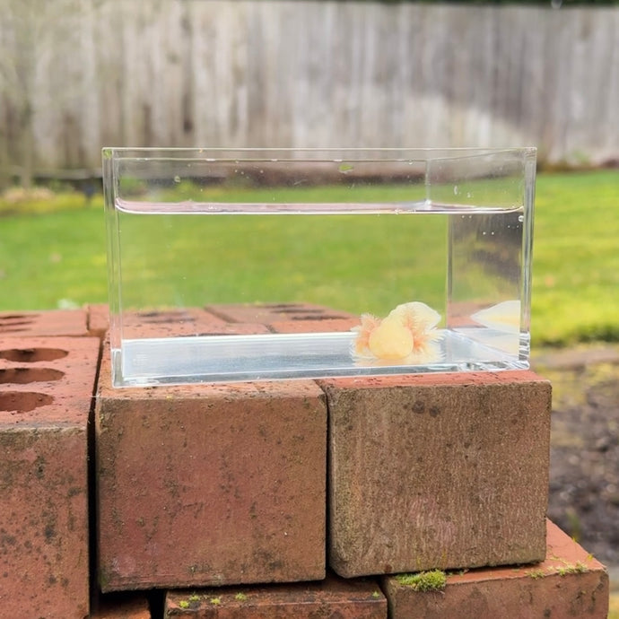 GFP Albino Axolotl