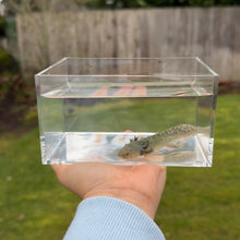 Cargar imagen en el visor de la galería, GFP Wild Type Axolotl
