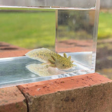 Cargar imagen en el visor de la galería, Wild Type Axolotl
