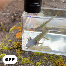 Cargar imagen en el visor de la galería, GFP Wild Type Axolotl
