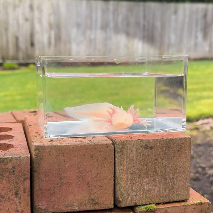 Albino Axolotl