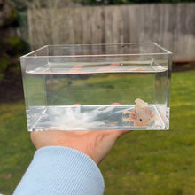 Load image into Gallery viewer, Blue-Gill Dirty Leucistic (Lucy) Axolotl
