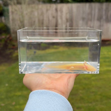 Cargar imagen en el visor de la galería, GFP Albino Axolotl
