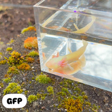 Cargar imagen en el visor de la galería, GFP Albino Axolotl
