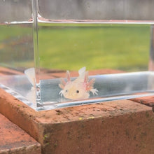 Load image into Gallery viewer, Dirty Leucistic (Lucy) Axolotl
