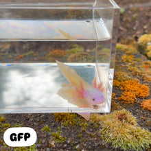 Cargar imagen en el visor de la galería, GFP Dirty Leucistic (Lucy) Axolotl
