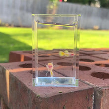 Load and play video in Gallery viewer, Ribboned Albino Banana Glass Belly Guppy Pair
