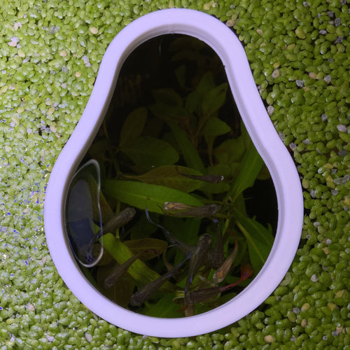 Avocado Portal Feeding Ring Fish Feeders